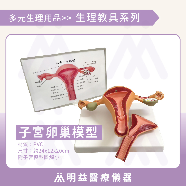 子宮卵巢模型