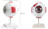 眼球模型