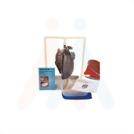 仿真吸菸者的肺臟充氣示範模型(歐美貨)