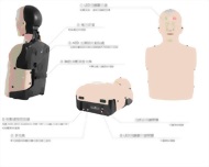 半身型CPR 訓練假人模型(甦醒安妮) L330