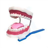 牙齒模型 (3倍大)