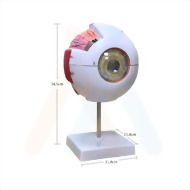 眼球模型