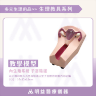 教學模型 內生殖系統 子宮陰道