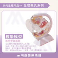 教學模型 透明骨盆器官