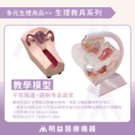 教學模型 子宮陰道 + 透明骨盆器官