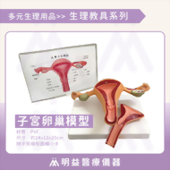 子宮卵巢模型