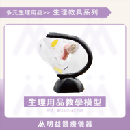 生理用品教學模型(23x21x7.7cm)
