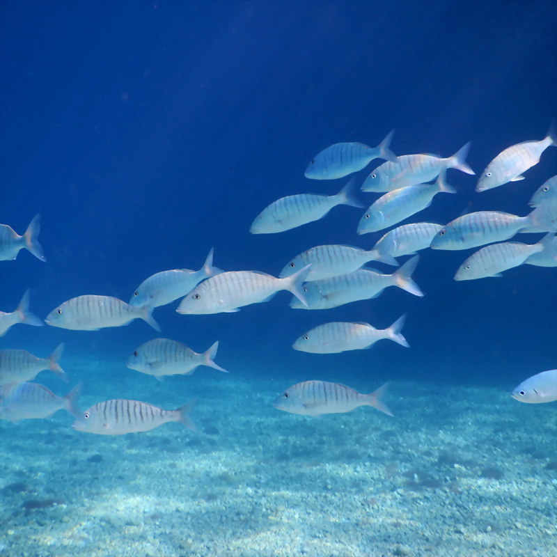 魚鱗水解膠原蛋白粉 Fish Scale Collagen Hydrolysate Powder