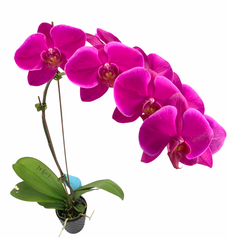 DF1700 Orchid for sale, phalaenopsis for sale, phalaenopsis flask for ...