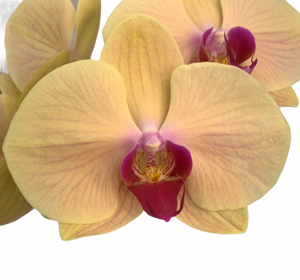 DF1738 Phalaenopsis flask for sale, Orchid flask for sale