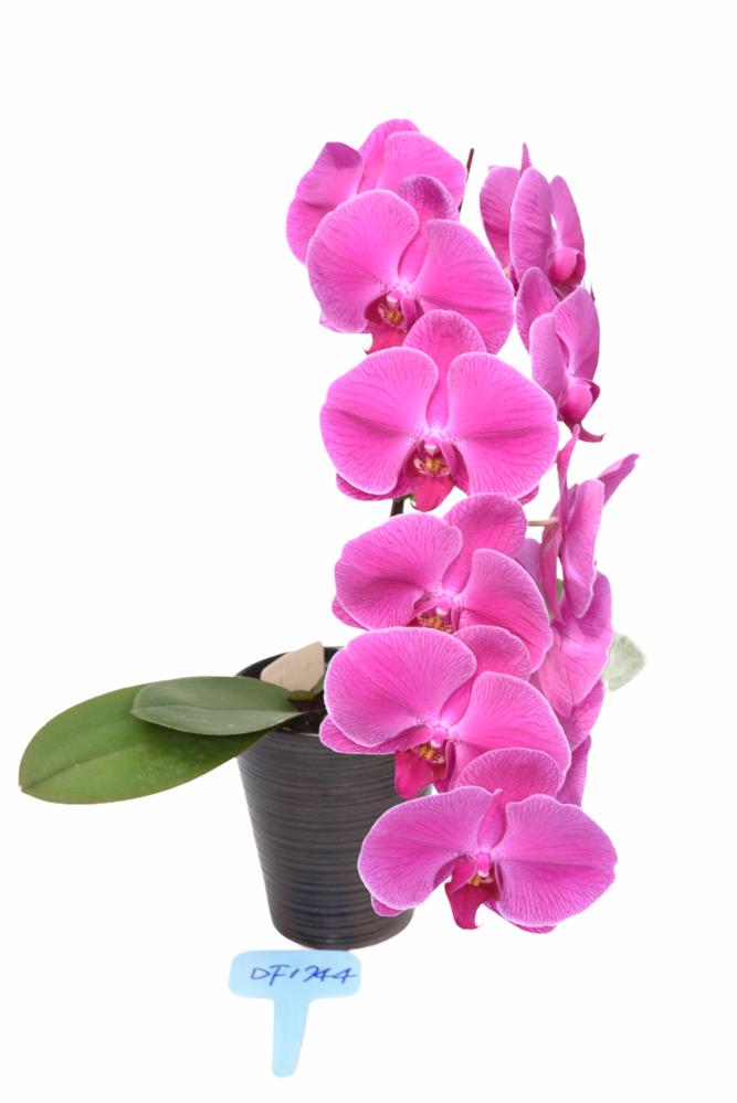 DF1744 Phalaenopsis flask for sale, orchid flask for sale