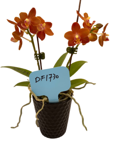 DF1730