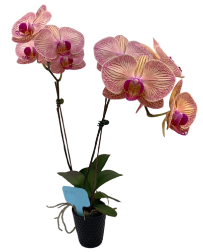 DF1703