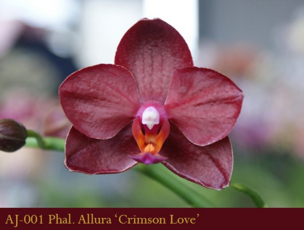 Phal. Allura 'Crimson Love'