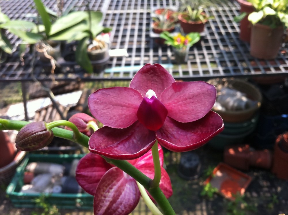 Phal. Allura 'Crimson Love'