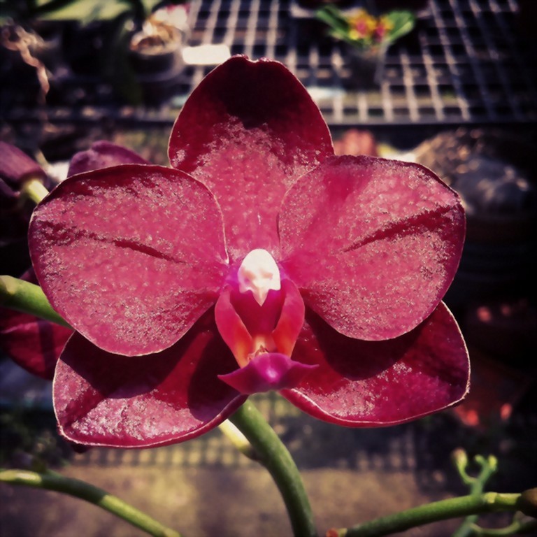 Phal. Allura 'Crimson Love'