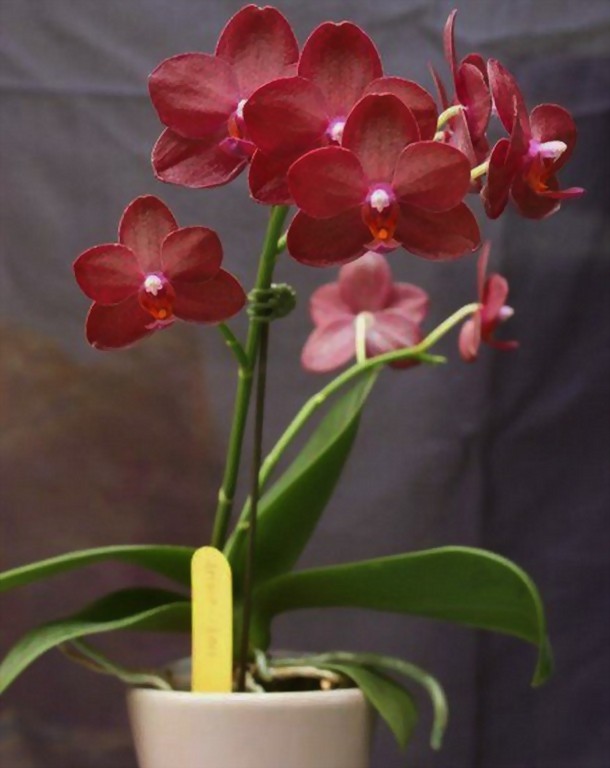 Phal. Allura 'Crimson Love'