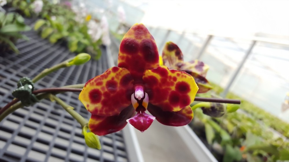 ALLURA - Taiwan Orchid Manufacturer, Phal. Allura ‘Black Swan’