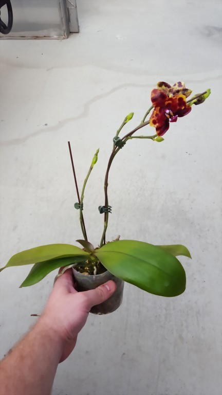 ALLURA - Taiwan Orchid Manufacturer, Phal. Allura ‘Black Swan’