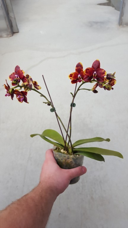 ALLURA - Taiwan Orchid Manufacturer, Phal. Allura ‘Black Swan’
