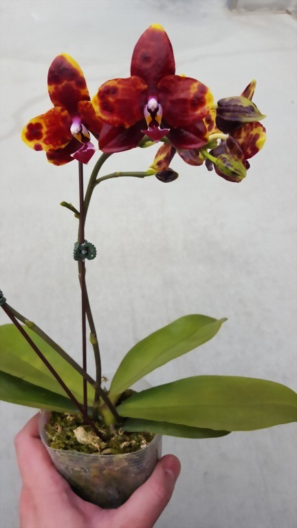 ALLURA - Taiwan Orchid Manufacturer, Phal. Allura ‘Black Swan’