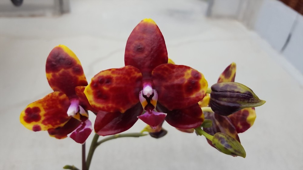 ALLURA - Taiwan Orchid Manufacturer, Phal. Allura ‘Black Swan’