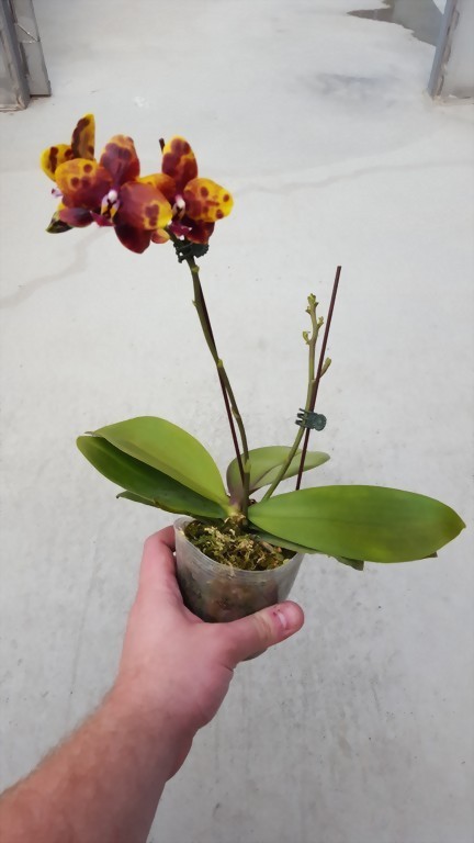 ALLURA - Taiwan Orchid Manufacturer, Phal. Allura ‘Black Swan’