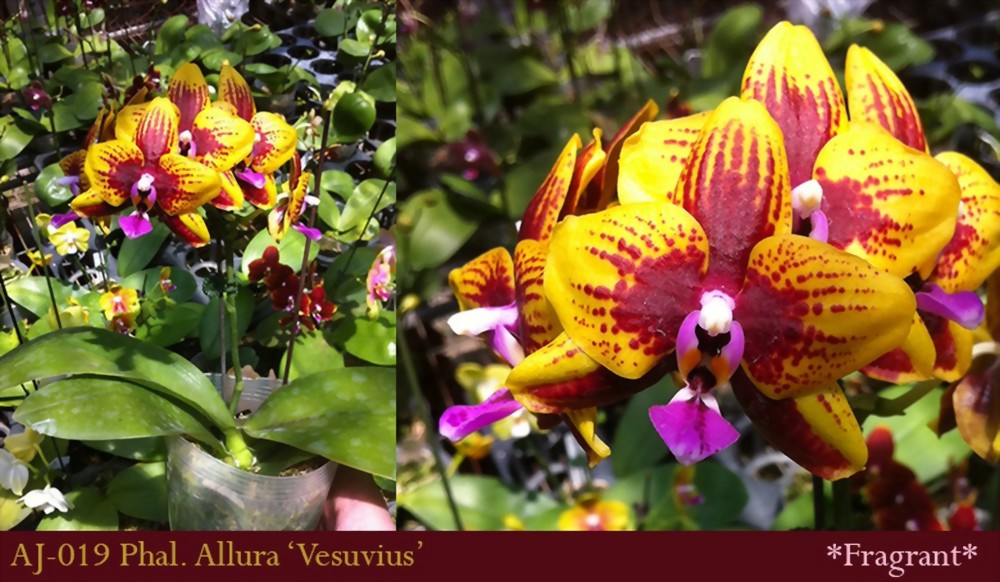 Phal. Allura 'Vesuvius'
