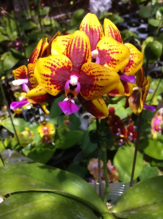 Phal. Allura 'Vesuvius'