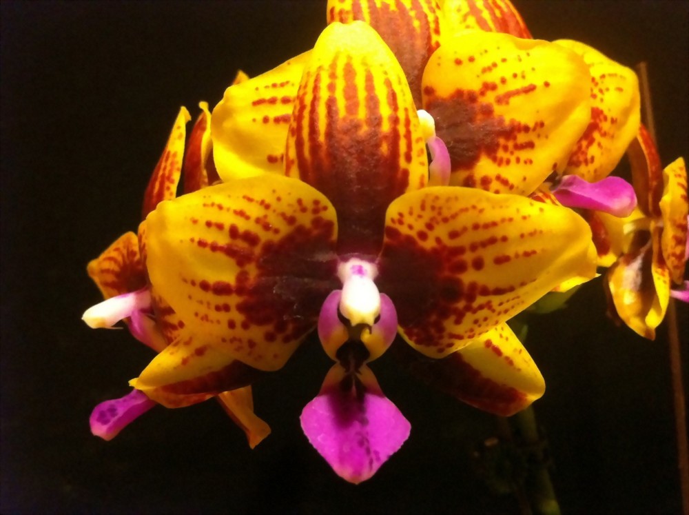 Phal. Allura 'Vesuvius'