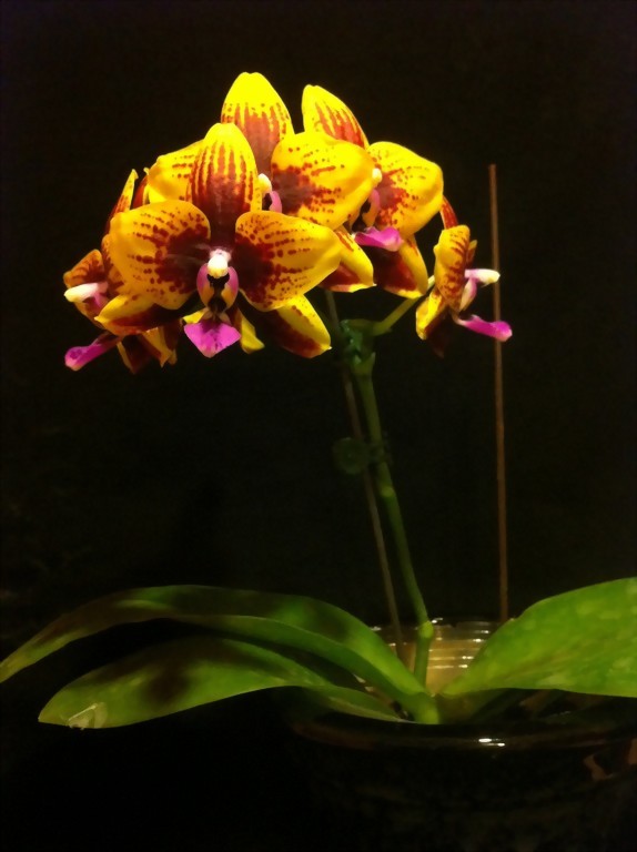 ALLURA - Taiwan Orchid Supplier, Phal. Allura 'Vesuvius'