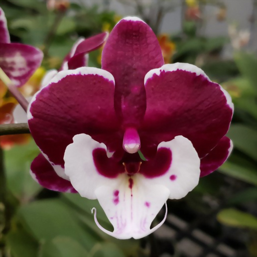 Phal. Allura 'Santa Claus'