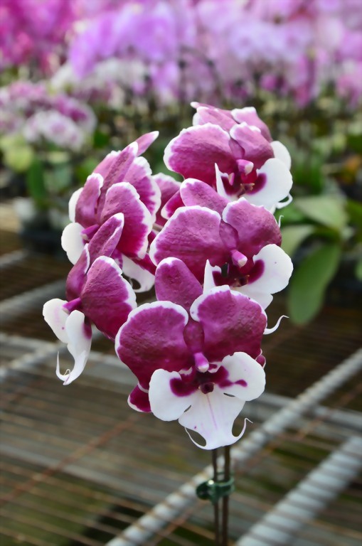 Phal. Allura 'Santa Claus'