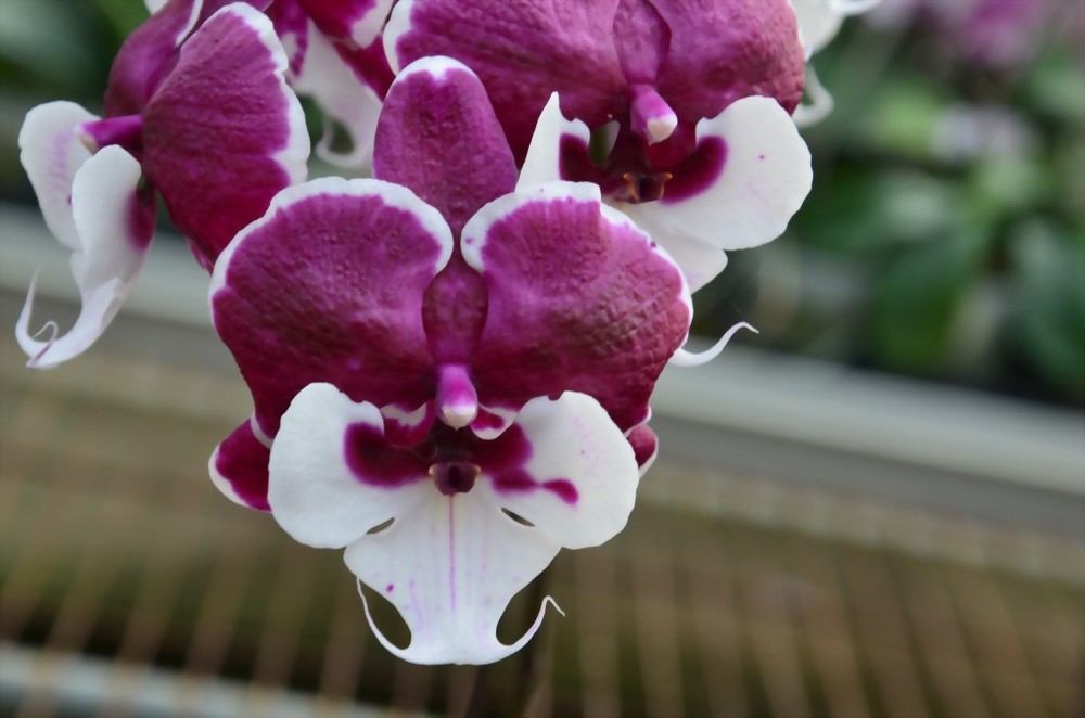 Phal. Allura 'Santa Claus'