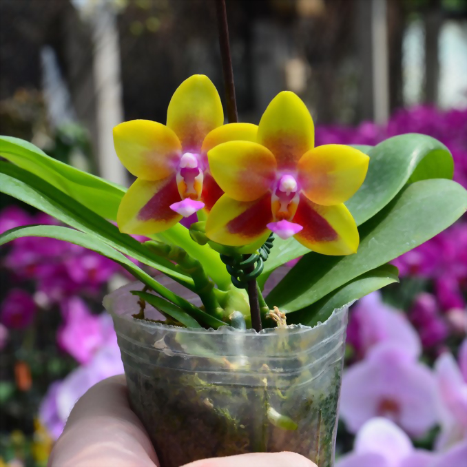 Phal. Allura 'Andromeda'