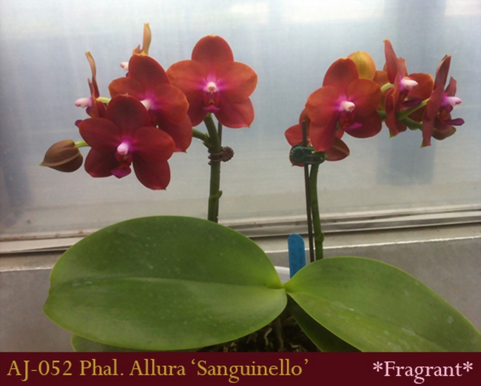 Phal. Allura 'Sanguinello'
