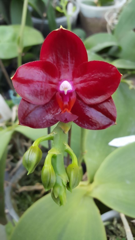 Phal. Allura 'Ruby Diamond'