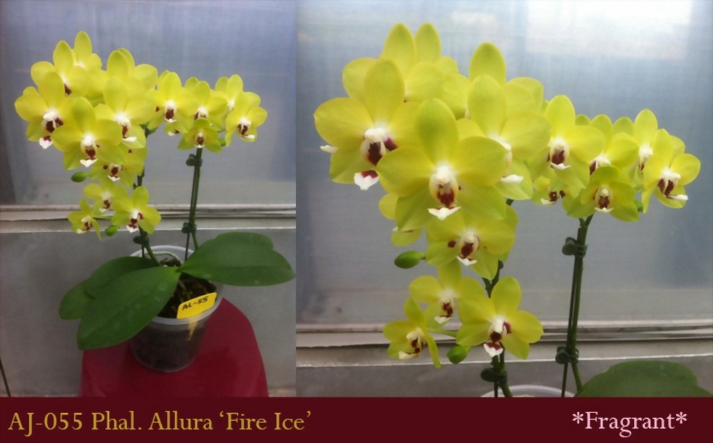Phal. Allura 'Fire and Ice'