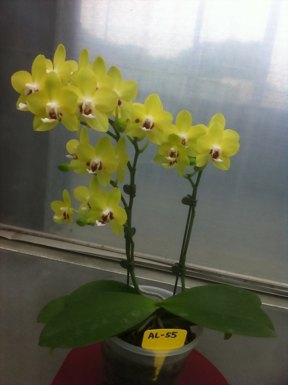 Phal. Allura 'Fire and Ice'