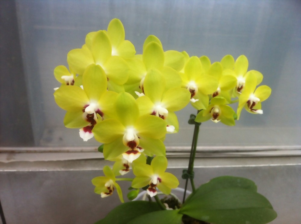 Phal. Allura 'Fire and Ice'