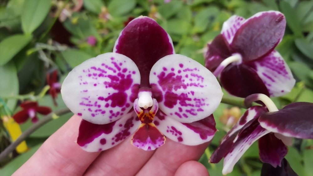 Phal. Allura 'Medina'