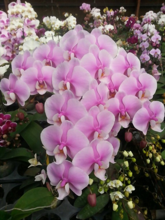 Phal. Allura 'Lady Margaret II'