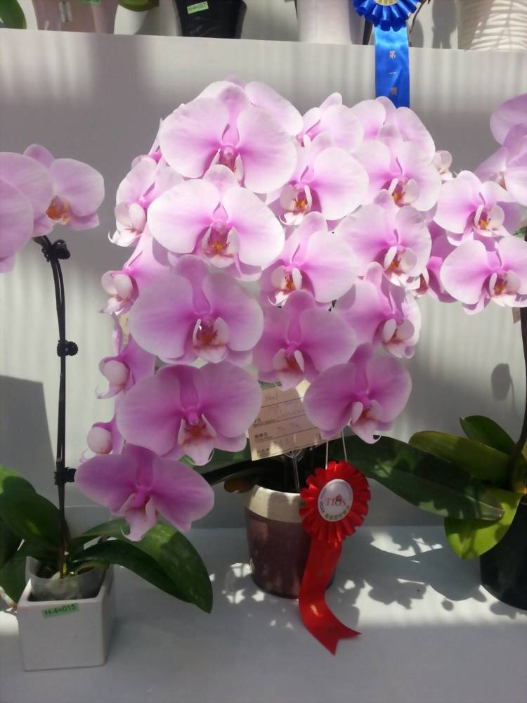 Phal. Allura 'Lady Margaret II'