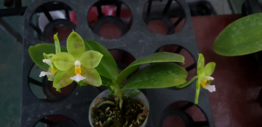 Phal. Allura 'Green Goblin'