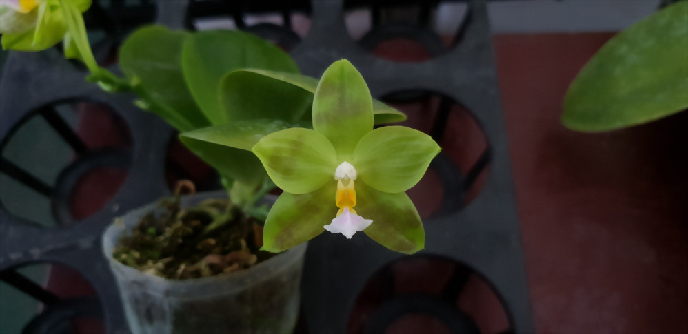 Phal. Allura 'Green Goblin'