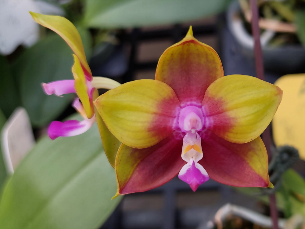 Phal. Allura 'Redpoint'
