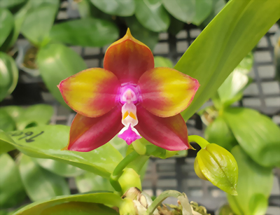 Phal. Allura 'Redpoint'