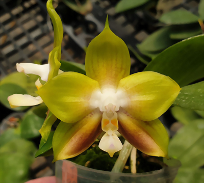 Phal. Allura 'Spark'