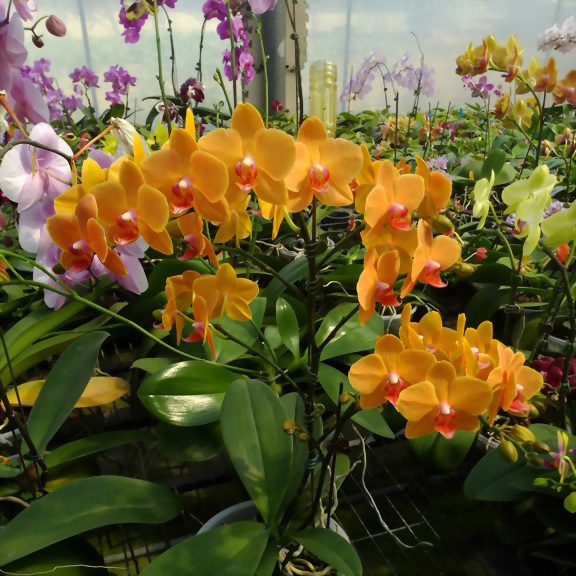 ALLURA - Taiwan Orchid Manufacturer, AJ-100