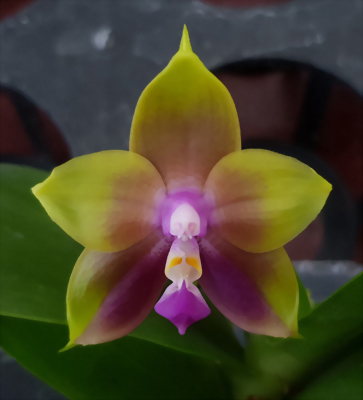 Phal. Allura 'Xanthos'